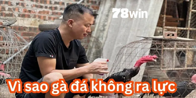 Bí Kíp Cách Nuôi Gà Đá Có Lực Dành Cho Sư Kê Mới Vào Nghề 4 Nuôi gà đá ra lực rất quan trọng